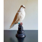 Opgezette duif Op Sokkel